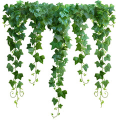 green ivy growing on a wall

