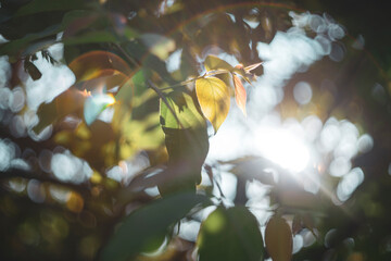  This happens through light scattered by the imaging mechanism itself,FLARE LIGHT,Flowers and...