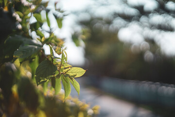  This happens through light scattered by the imaging mechanism itself,FLARE LIGHT,Flowers and leaves against the sun will be more beautiful,