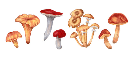 Set of large and small mushrooms. Chanterelles, russula, honey mushrooms, oilers. Hand-drawn isolated watercolor illustration. Autumn harvest natural culinary ingredient for menu, recipe, label - obrazy, fototapety, plakaty