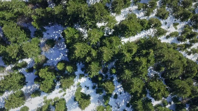 A snowy forest landscape with green trees poking through, aerial view