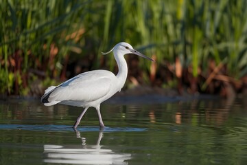Fototapeta premium White bird gracefully walks through shallow water, exuding elegance