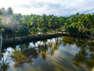 Coconut forest scenery on Coconut Island, Sanya, Hainan, China