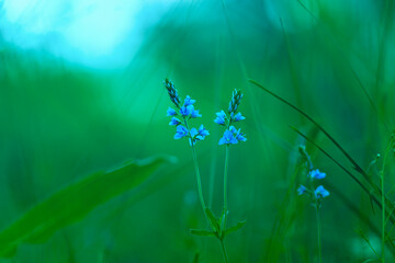 Blue wild flower. Blue Flower Green Grass Background .Selective Focus.