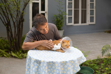 Senior man treatment dressing wound his cat. - 774601800