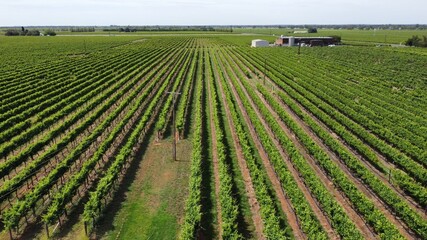 Green Vineyard