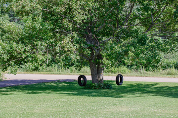 vue sur un grand arbre vert en été avec deux pneus suspendus