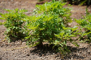 Kenikir (Cosmos caudatus), an ornamental plant with fresh green leaves, thriving on soil. Known for its medicinal properties.