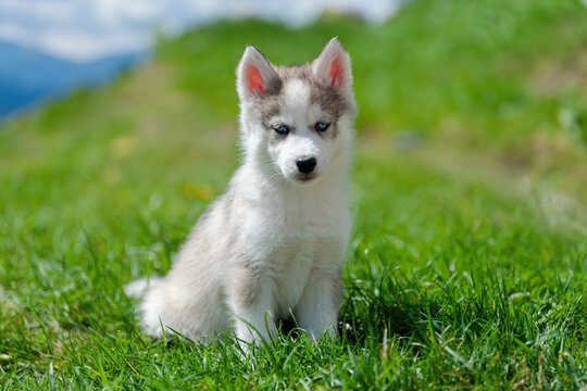 Husky puppy sitting on top of lush green field