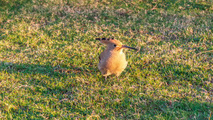 Eurasian hoopoe or Common hoopoe (Upupa epops) bird close-up on natural green grass background