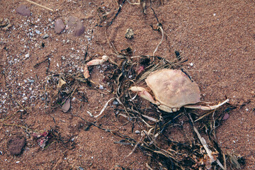 vue sur un crabe mort dans le sable avec des saletés en bord de mer lors d'une journée d'été...