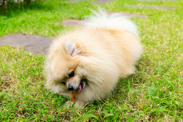 Pomeranian Dog Chewing a Bone on Green Grass Background. - 774605016