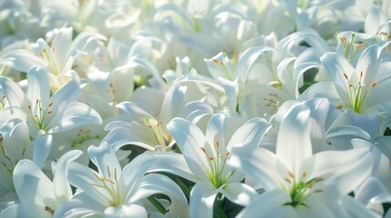 Background of many snow-white lilies. Spring Easter floral design.