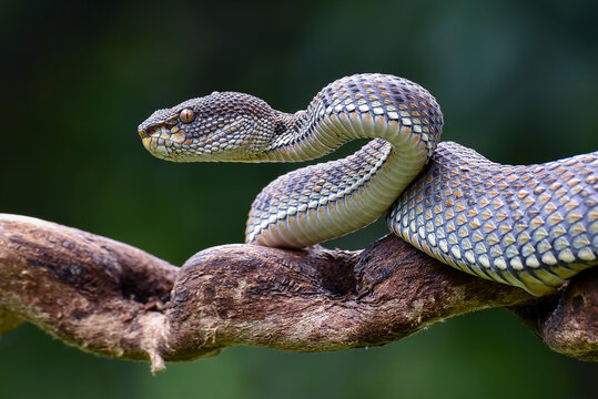 Mangrove pit viper on a tree branch