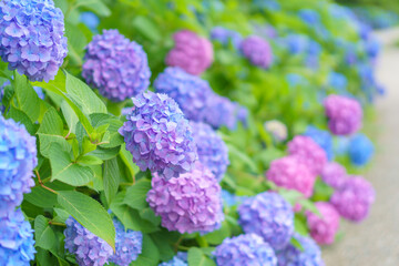 色とりどりのアジサイの小径