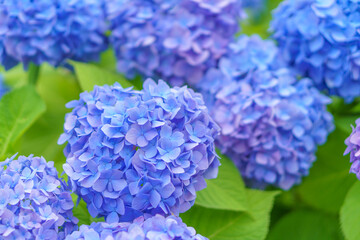 アジサイのグラデーション