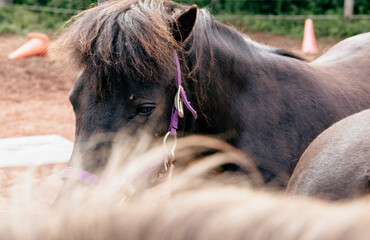 gros plan sur les yeux sur le côté de la tête d'un cheval au pelage brun foncé et crinière  - obrazy, fototapety, plakaty