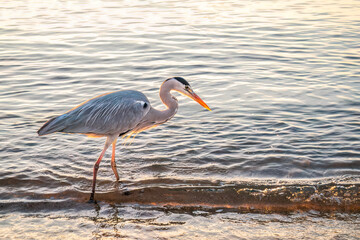 A heron hunting in the sea. Grey heron on the hunt