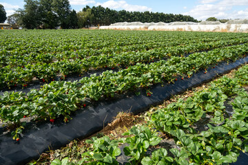 Fototapeta na wymiar Rows of strawberry plants growing with plastic mulch in a farm, a greenhouse in the distance. Concept of traditional horticulture and modern techniques, maximizing yield and maintaining soil health.