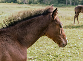 vue de côté sur la tête d'un cheval à poil brun dans un champ avec du gazon vert en été - obrazy, fototapety, plakaty