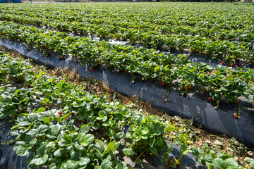 Fresh fruit grows in rows on a large strawberry outdoor farm, where plastic mulch to regulate weed...