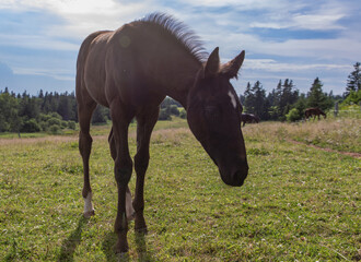 Un jeune cheval à poil brun dans un champ avec du gazon vert en été lors d'une journée ensoleillée - obrazy, fototapety, plakaty