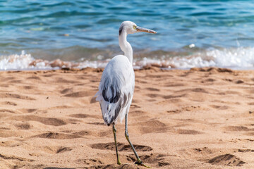 White Western Reef Heron (Egretta gularis) at Sharm el-Sheikh beach, Sinai, Egypt