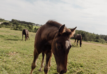 vue sur le dessus de la tête d'un cheval à poil brun dans un champ avec du gazon vert en été lors d'une journée ensoleillée