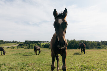 face d'un cheval brun qui regarde la caméra lors d'un coucher de soleil d'une journée d'été avec des chevaux en arrière plan - obrazy, fototapety, plakaty