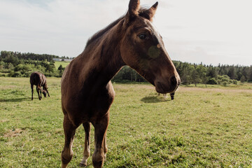 vue de côté sur la tête d'un cheval à poil brun dans un champ avec du gazon vert en été lors d'une journée ensoleillée - obrazy, fototapety, plakaty