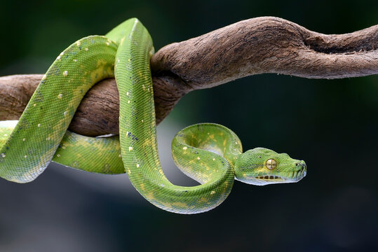 The green tree python (Morelia viridis) coiled on a tree branch - Powered by Adobe