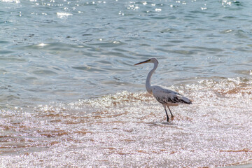 White Western Reef Heron (Egretta gularis) at Sharm el-Sheikh beach, Sinai, Egypt