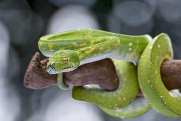 The green tree python (Morelia viridis) coiled on a tree branch