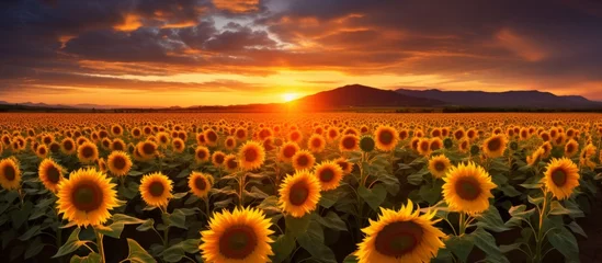 Muurstickers Lush sunflower field at dusk as the sun sets in the background, casting a warm glow over the landscape © AkuAku