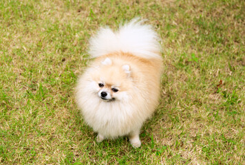 Cute Pomeranian Spitz on Green Grass Background - 774609045