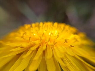 Dandelion flower close up.  Pistils and stamens.  Spring