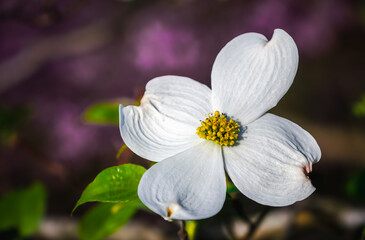  Closeup view of blooming dogwood flower with blooming redbud tree in background