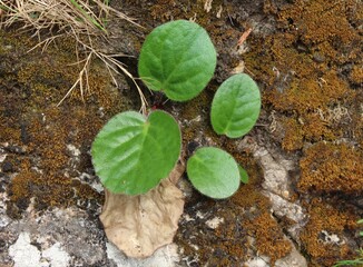 leave of bergenia ciliata plant found in the lower himalayan range india 