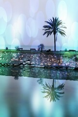 Lone palm tree bokeh layer with added colours and atmospheric mood