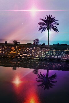 Lone palm tree bokeh layer with added colours and atmospheric mood