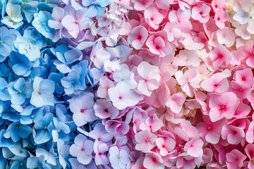 Beautiful colorful hydrangea flowers as background, top view 