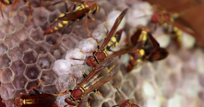 Wasps inspecting larva nest - extreme close up