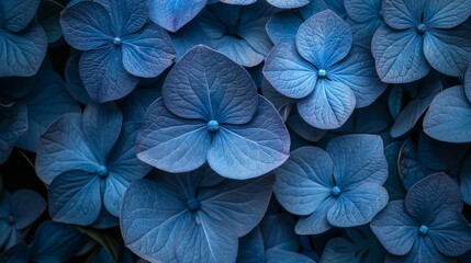   A detailed photo of several blossoms with blue petals surrounded by green foliage - obrazy, fototapety, plakaty