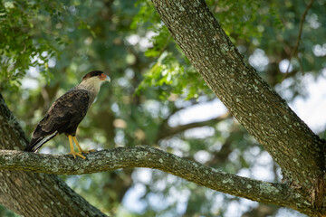 A Crested Caracara (Caracara plancus) resting on a branch.  South America.