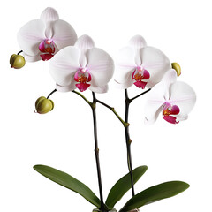Orchid element in PNG format with transparent background