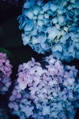 青と紫の紫陽花