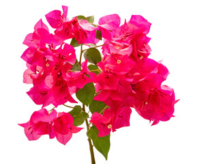 Bright pink bougainvillea flowers on white background, beautiful pink tropical flowers isolate on...