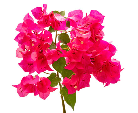 Bright pink bougainvillea flowers on white background, beautiful pink tropical flowers isolate on white with clupping path.