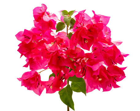 Bright pink bougainvillea flowers on white background, beautiful pink tropical flowers isolate on white with clupping path.