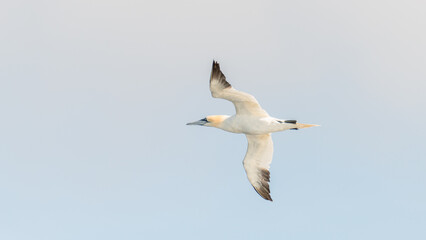 Fototapeta na wymiar Flying Northern Gannet with big wings in Atlantic ocean at blue sky background with copy space. Concept freedom, earth, and nature.